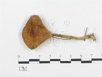 杯傘屬藏品圖，第1張