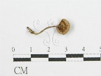 登錄號:F0002324藏品圖，第1張