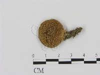 登錄號:F0002325藏品圖，第1張