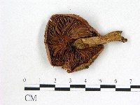 登錄號:F0002326藏品圖，第3張