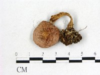 登錄號:F0002327藏品圖，第1張