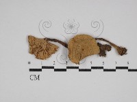 登錄號:F0002329藏品圖，第1張