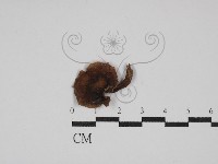 登錄號:F0002330藏品圖，第3張