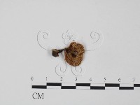 登錄號:F0002332藏品圖，第3張