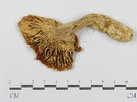 紅菇屬藏品圖，第1張