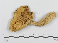 紅菇屬藏品圖，第3張