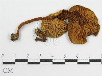 粉褶菌屬藏品圖，第1張