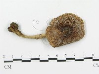 登錄號:F0002336藏品圖，第1張