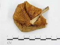 登錄號:F0002337藏品圖，第1張