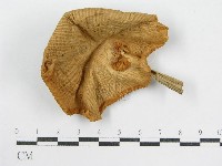 登錄號:F0002337藏品圖，第3張