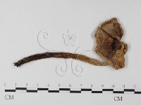 登錄號:F0002338藏品圖，第1張