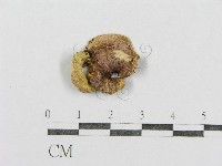 紅菇屬藏品圖，第1張