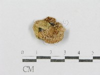 紅菇屬藏品圖，第3張