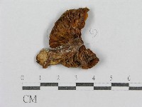 登錄號:F0002340藏品圖，第1張