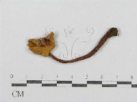 紅菇屬藏品圖，第1張