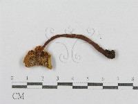 紅菇屬藏品圖，第3張