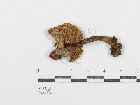 登錄號:F0002342藏品圖，第3張