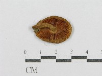 登錄號:F0002343藏品圖，第1張