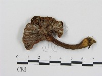 登錄號:F0002344藏品圖，第1張