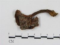 登錄號:F0002344藏品圖，第3張