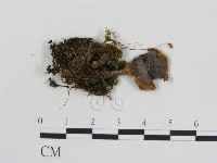 登錄號:F0002345藏品圖，第1張