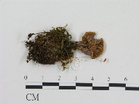 登錄號:F0002345藏品圖，第3張
