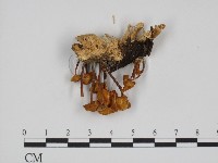 登錄號:F0002346藏品圖，第3張