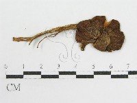 粉褶菌屬藏品圖，第3張