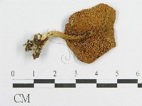 登錄號:F0002348藏品圖，第1張