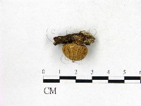 地星屬藏品圖，第3張