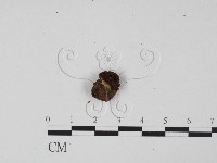 登錄號:F0002353藏品圖，第1張