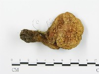 登錄號:F0002354藏品圖，第1張