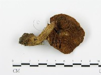登錄號:F0002354藏品圖，第3張
