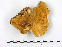 登錄號:F0002356藏品圖，第1張