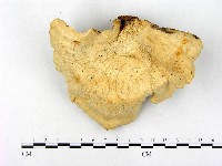 登錄號:F0002356藏品圖，第3張