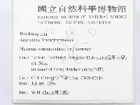糙皮側耳藏品圖，第2張