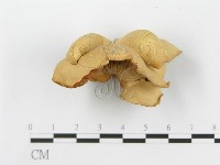 糙皮側耳藏品圖，第4張