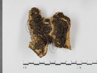 登錄號:F0002362藏品圖，第1張