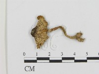 登錄號:F0002363藏品圖，第1張
