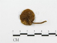 登錄號:F0002365藏品圖，第1張