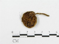 登錄號:F0002365藏品圖，第3張