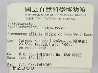 相鄰小孔菌藏品圖，第2張