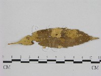 登錄號:F0002369藏品圖，第1張