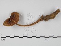 登錄號:F0002373藏品圖，第1張