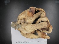 登錄號:F0002375藏品圖，第3張