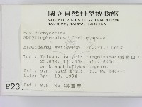 剛毛絲皮菌藏品圖，第2張