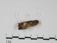 登錄號:F0002378藏品圖，第4張