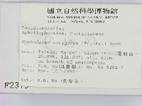 剛毛絲皮菌藏品圖，第2張