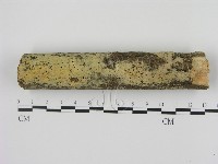 剛毛絲皮菌藏品圖，第1張