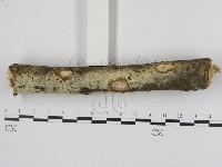 剛毛絲皮菌藏品圖，第3張